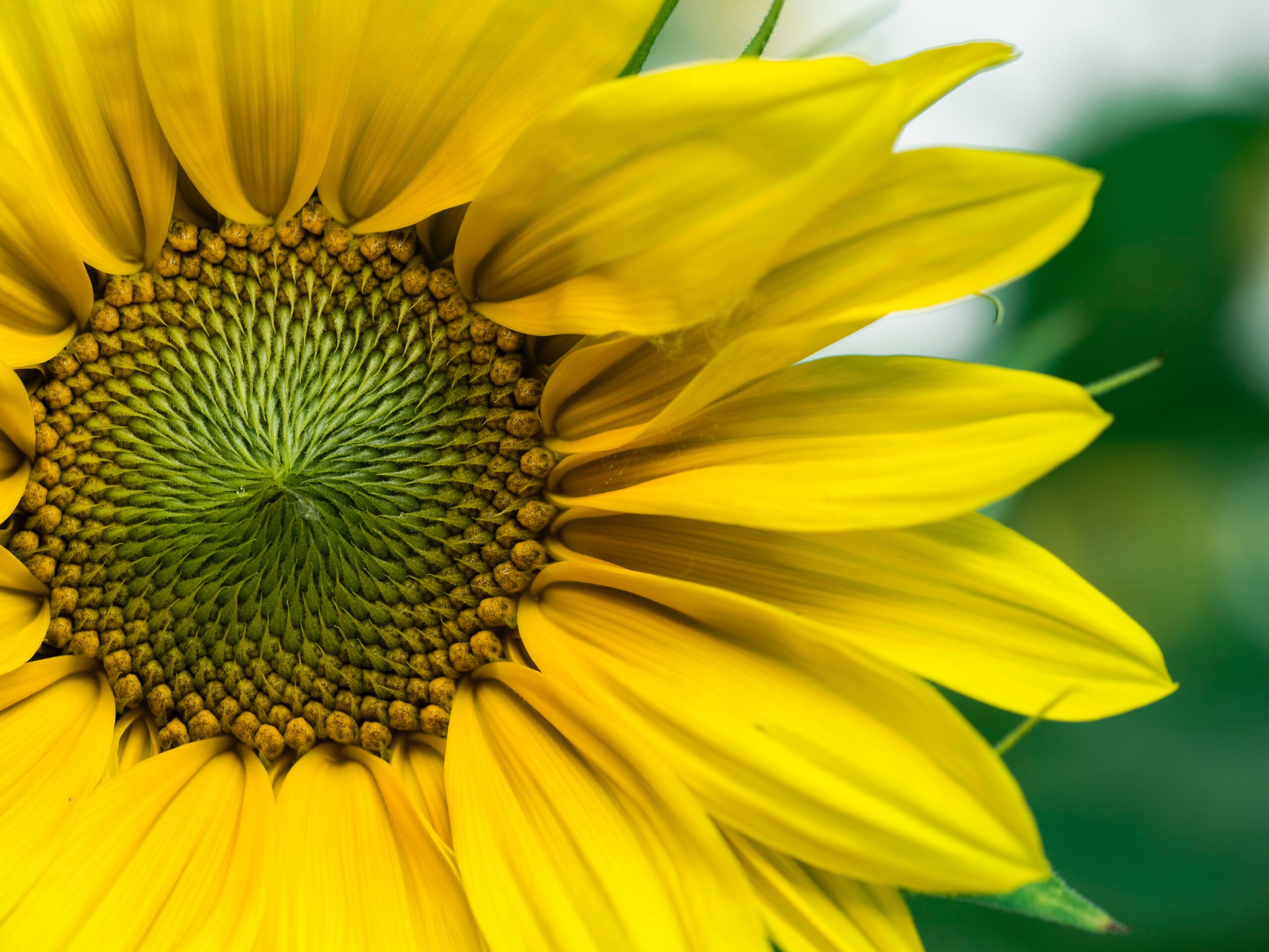 Symbolbild grüne Energie, Sonnenblume im Anschnitt