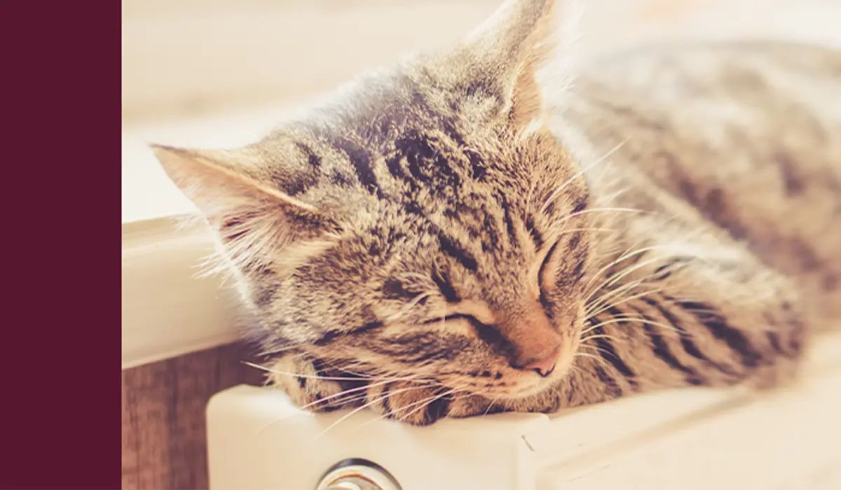 Süße Katze wärmt sich schlafend auf der Heizung. Das Bild wirkt sanft und gemütlich.